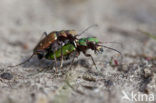 Groene zandloopkever (Cicindela campestris)