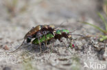 Groene zandloopkever (Cicindela campestris)