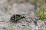 Groene zandloopkever (Cicindela campestris)