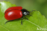 poplar leaf beetle (Chrysomela populi)