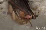 brown big-eared bat (Plecotus auritus)