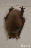 brown big-eared bat (Plecotus auritus)
