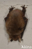 brown big-eared bat (Plecotus auritus)