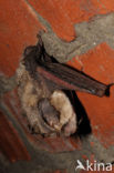 brown big-eared bat (Plecotus auritus)