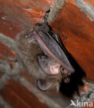 brown big-eared bat (Plecotus auritus)