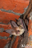 brown big-eared bat (Plecotus auritus)