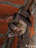 brown big-eared bat (Plecotus auritus)