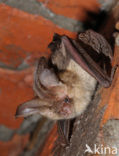 brown big-eared bat (Plecotus auritus)