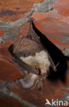 brown big-eared bat (Plecotus auritus)