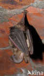 brown big-eared bat (Plecotus auritus)