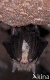 brown big-eared bat (Plecotus auritus)