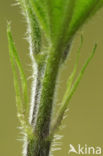 Stinging Nettle (Urtica dioica)