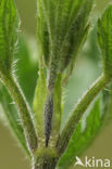 Grote brandnetel (Urtica dioica)