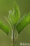 Grote brandnetel (Urtica dioica)