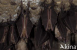 Greater Horseshoe Bat (Rhinolophus ferrumequinum)