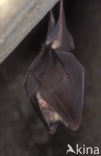 Greater Horseshoe Bat (Rhinolophus ferrumequinum)