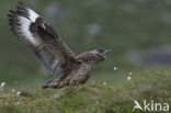 Great Skua (Stercorarius skua)