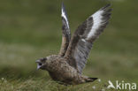 Grote Jager (Stercorarius skua)