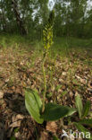 Grote keverorchis (Neottia ovata