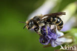 Grote klokjesbij (Chelostoma rapunculi)