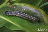 Grote wintervlinder (Erannis defoliaria)