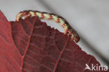 Grote wintervlinder (Erannis defoliaria)