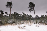 Scots Pine (Pinus sylvestris)