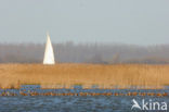 Grutto (Limosa limosa) 