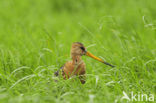 Black-tailed Godwit (Limosa limosa) 
