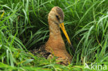 Grutto (Limosa limosa) 