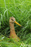 Grutto (Limosa limosa) 