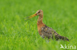 Grutto (Limosa limosa) 