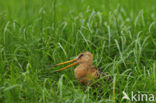 Grutto (Limosa limosa) 