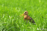 Grutto (Limosa limosa) 