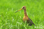 Grutto (Limosa limosa) 