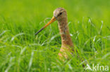 Grutto (Limosa limosa) 