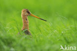 Grutto (Limosa limosa) 