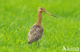 Black-tailed Godwit (Limosa limosa) 