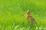 Grutto (Limosa limosa) 