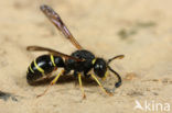 Gymnomerus laevipes