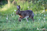 Brown Hare (Lepus europaeus)