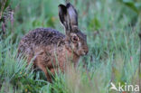 Brown Hare (Lepus europaeus)