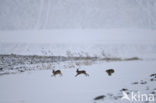 Brown Hare (Lepus europaeus)