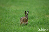 Brown Hare (Lepus europaeus)