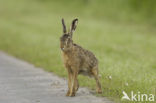 Brown Hare (Lepus europaeus)