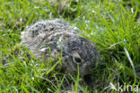 Brown Hare (Lepus europaeus)