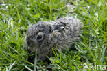 Brown Hare (Lepus europaeus)