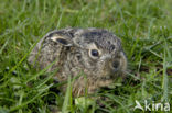 Brown Hare (Lepus europaeus)