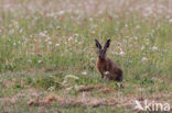 Brown Hare (Lepus europaeus)