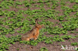 Brown Hare (Lepus europaeus)